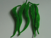 Gator Tails - Olive Green - Fly Tying Materials - FTD