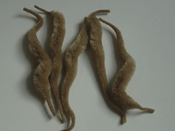 Gator Tails - Tan - Fly Tying Materials - FTD