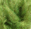 Pseudo Peacock Dubbing - Caddis Green -  Fly Tying Material