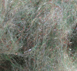 Pseudo Peacock Dubbing - Gray -  Fly Tying Material