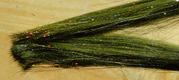 Big Game Hair Tinsel Blends Fly Tying Baitfish Olive